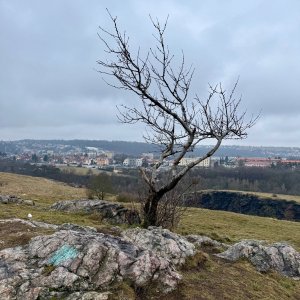 TeKilla on the summit of Džbán (8.2.2026 11:21)