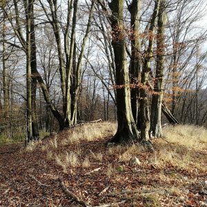 Vladimír Grančay na vrcholu Mlýnský vrch (22.11.2025 14:48)