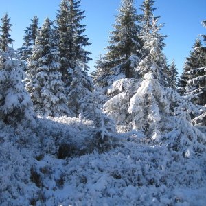 ZdenkaV na vrcholu Złote Jamy (23.11.2025 13:04)