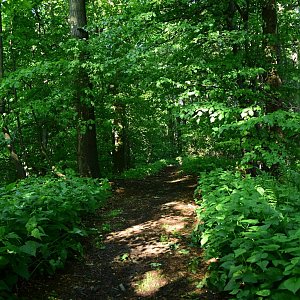 Bohumír Michal na vrcholu Červený kámen (11.6.2022 7:53)