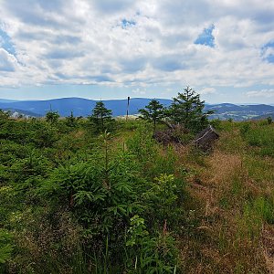 Horalka Anička on the summit of Končina (3.7.2022)