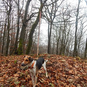 Figgo na vrcholu Jezvinec (20.11.2021 13:30)
