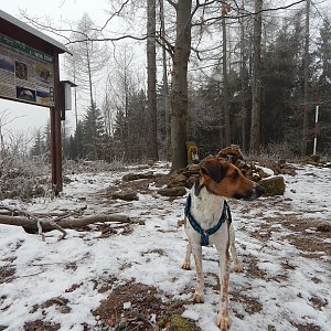 Figgo on the summit of Štědrý (16.1.2022 11:30)