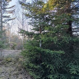 VěrkaN na vrcholu Běleč (27.1.2024 15:35)