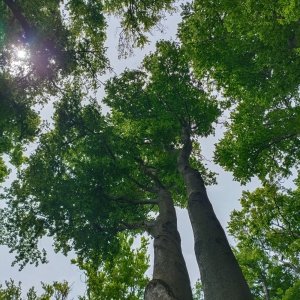AlenaŠ na vrcholu Holý kopec (18.5.2025 12:00)