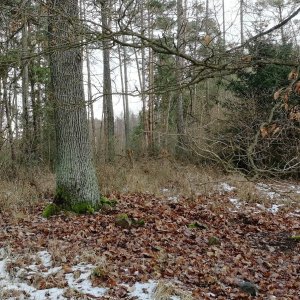Vladimír Grančay na vrcholu Nad Nivkou (14.1.2026 11:44)