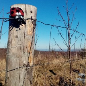 Jiřina na vrcholu Bedřichova hora (5.2.2025 14:22)
