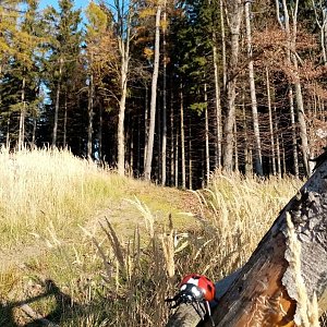 Hostýnsko-vsetínská hornatina