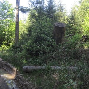 ZdenkaV na vrcholu Bražinkovice S2 (24.5.2026 10:56)