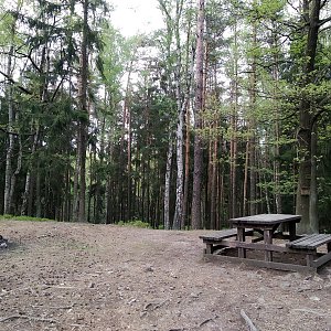 Badger on the summit of Čilina (28.4.2020 15:57)