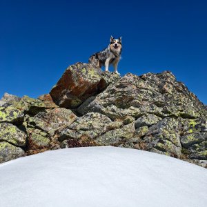 Jiří Králík on the summit of Moserkogel (3.4.2026 14:17)