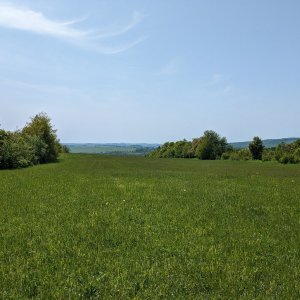 krupjan na vrcholu Malý Roudný (29.5.2023 12:23)
