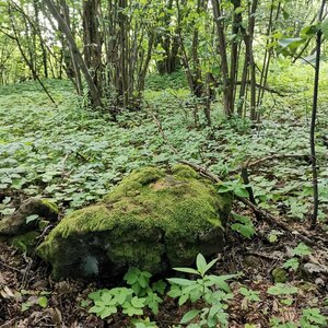 Šárka na vrcholu Malý Roudný (6.6.2024 9:27)