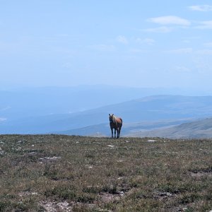 Michal Hájek on the summit of Ceripašina (13.8.2026 13:28)