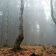 Jiřina na vrcholu Soláň V vrchol II (14.11.2021)