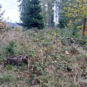 Mykas na vrcholu Bzový (31.10.2023 8:24)