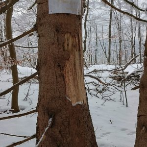 Milda na vrcholu Magura (2.2.2026 12:36)