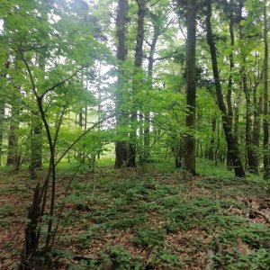 Zdena Trommler na vrcholu Jedle (4.8.2023 15:27)
