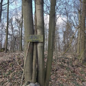 Jana F na vrcholu Jedle (2.3.2025 13:30)