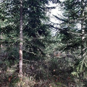 ZdenkaV na vrcholu Kladnatá JZ vrchol (12.11.2022 12:04)