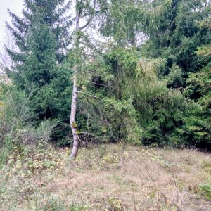 Nojby on the summit of Bubenstock (19.10.2026 15:42)