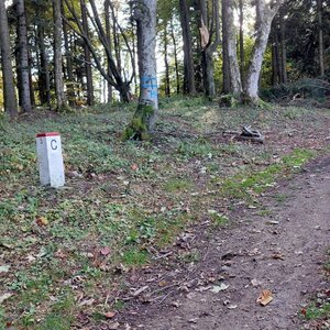 Mykas na vrcholu Prevozné (12.10.2024 15:34)