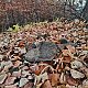 Šárka na vrcholu Čertův vrch (16.11.2021 15:46)