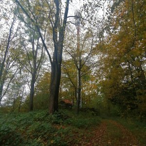 Zdena Trommler na vrcholu Hůrka (28.10.2023 13:31)