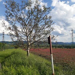 ZdenkaV on the summit of Borošin (6.5.2024 17:15)