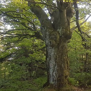 JezMax na vrcholu Velký Sošov / Soszów Wielki (15.5.2022 18:01)