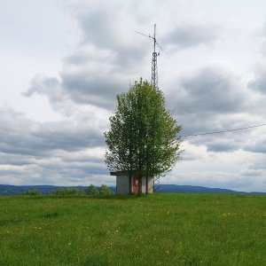 Nojby na vrcholu Zelený vrch (5.5.2025 15:13)