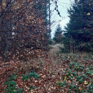 ZdenkaV na vrcholu Smrkovina JZ (31.10.2024 10:33)