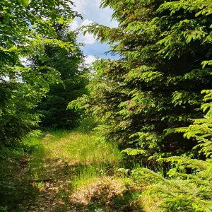Ivo na vrcholu Smrkovina JZ (7.6.2026 13:47)