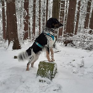 Čaky na vrcholu Oselná (9.1.2021 10:02)