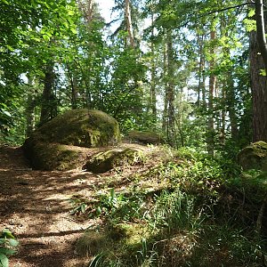 Nojby na vrcholu Šibeniční vrch (30.6.2022 15:53)