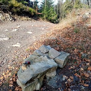 Jiřina na vrcholu Bahenec (Kamenný vrch) (1.11.2022 11:09)