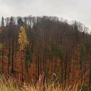 Alexandr Starý na vrcholu Kožná (19.11.2021 11:20)