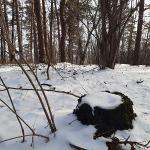 ZdenkaV on the summit of Na Peklech V (20.1.2025 11:35)