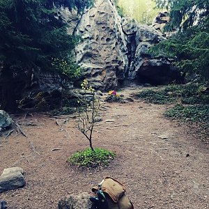 Krvelačné ňuf na vrcholu Lačnov (11.5.2021 18:16)