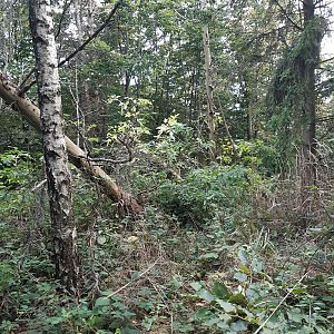 ZdenkaV na vrcholu Dlouhý vrch (10.10.2021 16:53)