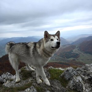 Iwet na vrcholu Strážov (26.10.2024 11:15)