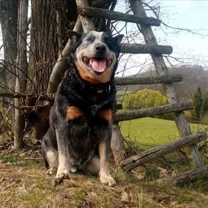 Jiřina na vrcholu Pod Olšemi (12.4.2026 12:45)