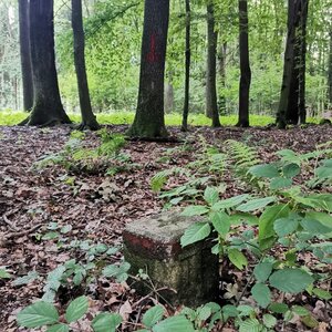 Šárka na vrcholu Místecký les (14.7.2024 13:59)