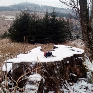 Jiřina on the summit of Spálený vrch (24.12.2025 14:50)