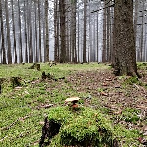 Jiří Tomaštík na vrcholu Sochův kout (2.1.2021 12:43)