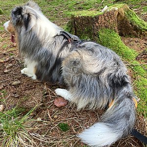 Mertelici na tripu na vrcholu Adamův kopec (17.10.2022 11:16)