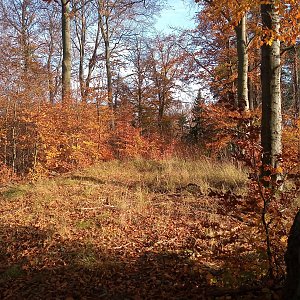 VěrkaN na vrcholu Vysoký kořen (29.10.2022 16:01)