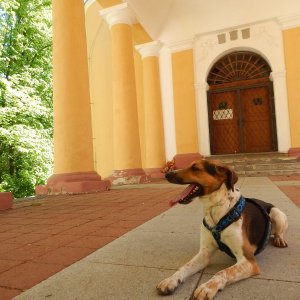 Figgo na vrcholu Kalvárie (3.6.2021 10:00)