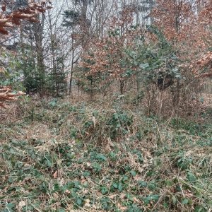 Zdena Trommler na vrcholu Holý vrch JZ (13.2.2025 14:18)