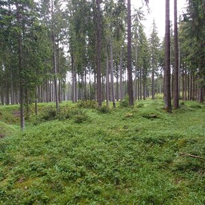 Nojby na vrcholu Rudná (27.5.2024 11:04)